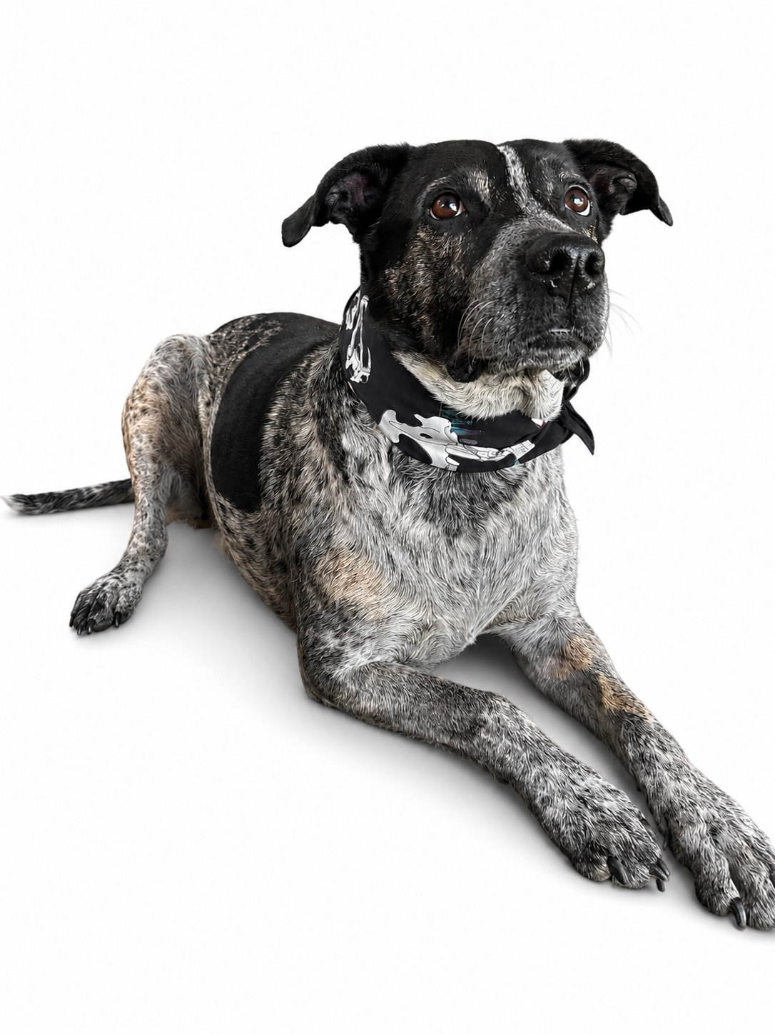 Bandana Coreux