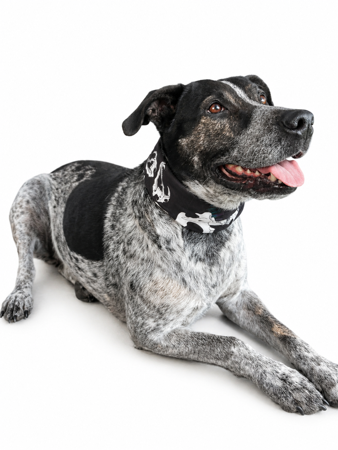 Bandana Coreux